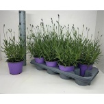 Lavandula angustifolia 14cm