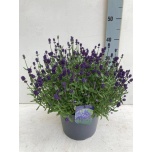 Lavandula Lavendel angustifolia 23cm