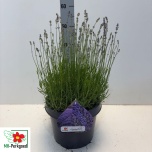 Lavandula Lavendel an dwarf blue 26cm