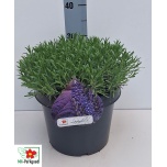 Lavandula Lavendel an dwarf blue 26cm