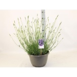 Lavandula Lavendel inte grosso 30cm