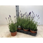 Lavandula Lavendel an hidcote 14cm
