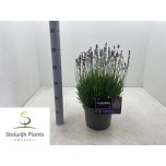 Lavandula Lavendel an Munstead 23cm