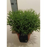 Lavandula Lavendel 23cm an Munstead
