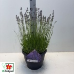 Lavandula Lavendel an Munstead 26cm