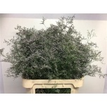 Limonium Parkjuur V Beltlaard 90cm