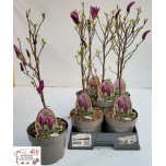 Magnolia susan 20cm