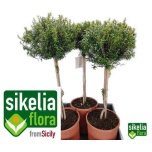Myrtus communis 19cm