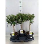 Olea europaea 17cm
