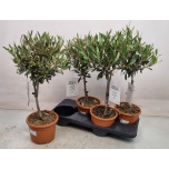 Olea europaea Oliivipuu 17cm