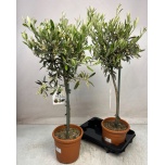 Olea europaea Oliivipuu 18cm