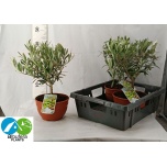 Olea europaea Oliivipuu 20cm