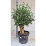 Olea europaea Oliivipuu 35cm H120cm