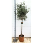 Olea europaea Oliivipuu 38cm h220-240