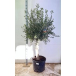 Olea europaea Oliivipuu 45cm