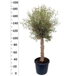 Olea europaea Oliivipuu 45cm