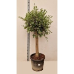 Olea europaea Oliivipuu 46cm h160