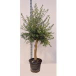 Olea oliivipuu Europaea 46cm