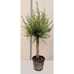 Olea europaea Oliivipuu 46cm h160-170