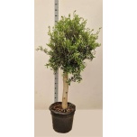 Olea europaea Oliivipuu 46cm h180