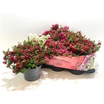 Gaultheria mucronata 17cm