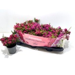 Gaultheria Talihali 10,5cm