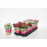 Gaultheria Talihali 10,5cm