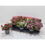 Gaultheria mucr Talihali 10,5cm