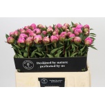Paeonia Pojeng Alexander Fleming 55cm