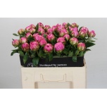 Paeonia Pojeng Alexander Fleming 55cm