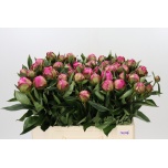 Paeonia Pojeng Alexander Fleming 55cm