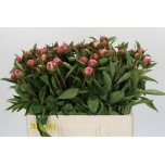 Paeonia Pojeng Alexander Fleming 55cm