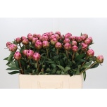 Paeonia Pojeng Alexander Fleming 55cm
