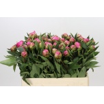 Paeonia Pojeng Alexander Fleming 55cm