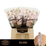 Matthiola ov 50cm