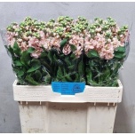 Matthiola Levkoi ov 55cm