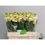 Matthiola ov 60cm