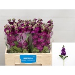 Matthiola Levkoi Debora 60cm