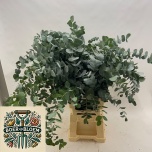 Eucalyptus Cinerea per bunch 90cm pk