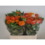 Zinnia Elegance 60cm