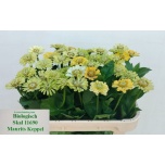 Zinnia Elegance 70cm