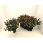 Skimmia rubella 17cm