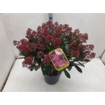 Skimmia rubella 23cm