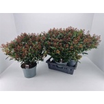 Skimmia rubella 23cm