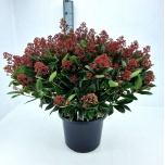 Skimmia rubella 32cm