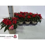 Skimmia reevesiana 15cm