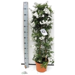 Solanum jasminoides 26cm