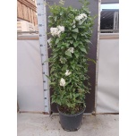 Solanum Jasmiin-maavits jasm 30cm