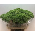 Trachelium Lake Powell 80cm