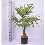 Trachycarpus fortunei Karuspalm 21cm h110cm